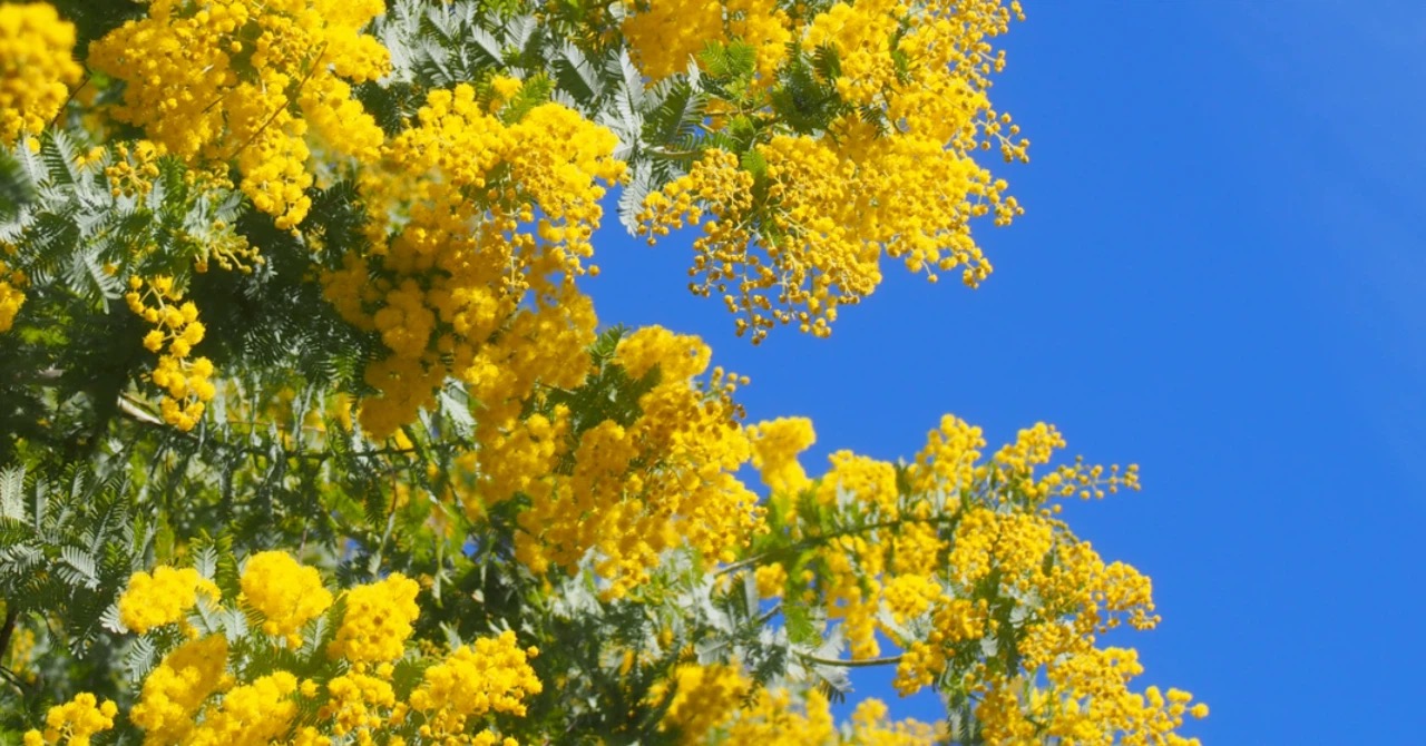 【3月の暦】開花も早まりそう！暖かな春の到来