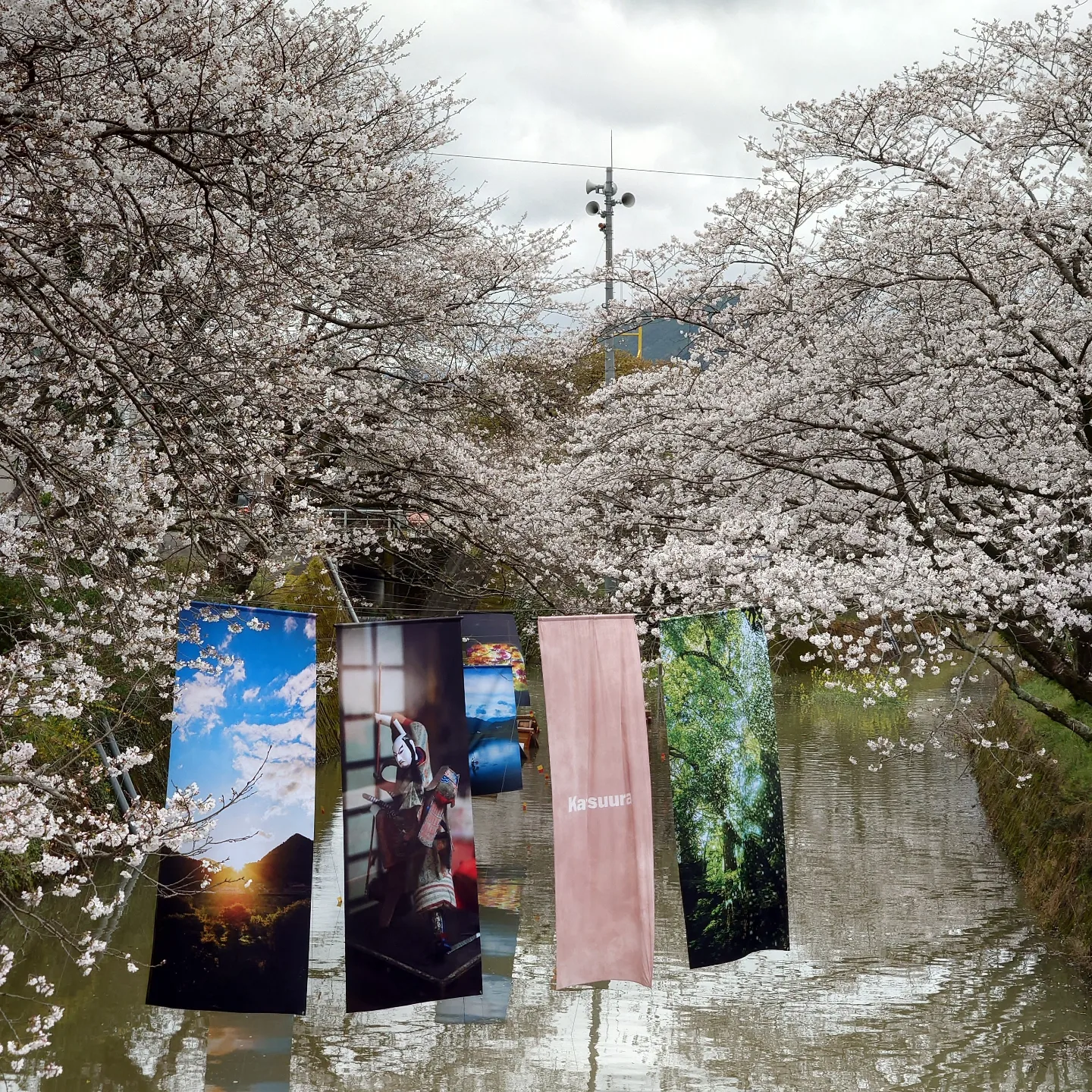 桜🌸