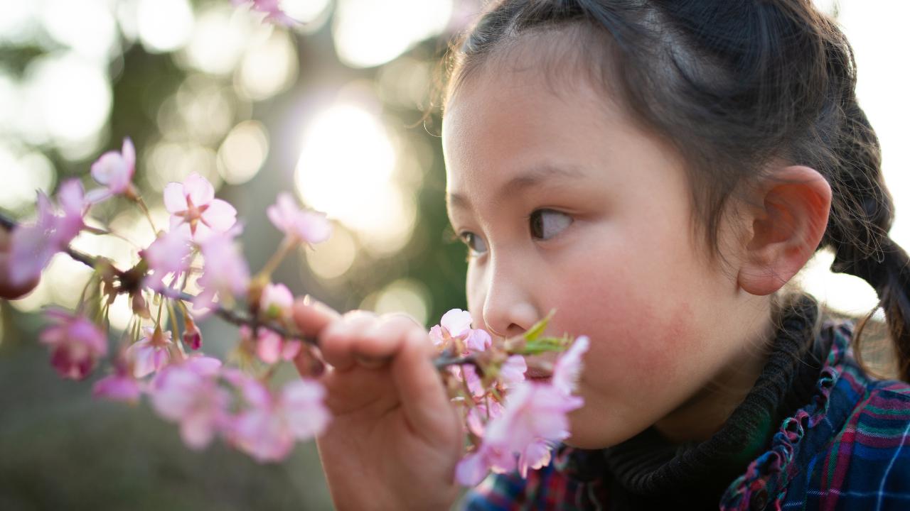 - 桜の香りと食の癒しと健康効果について -