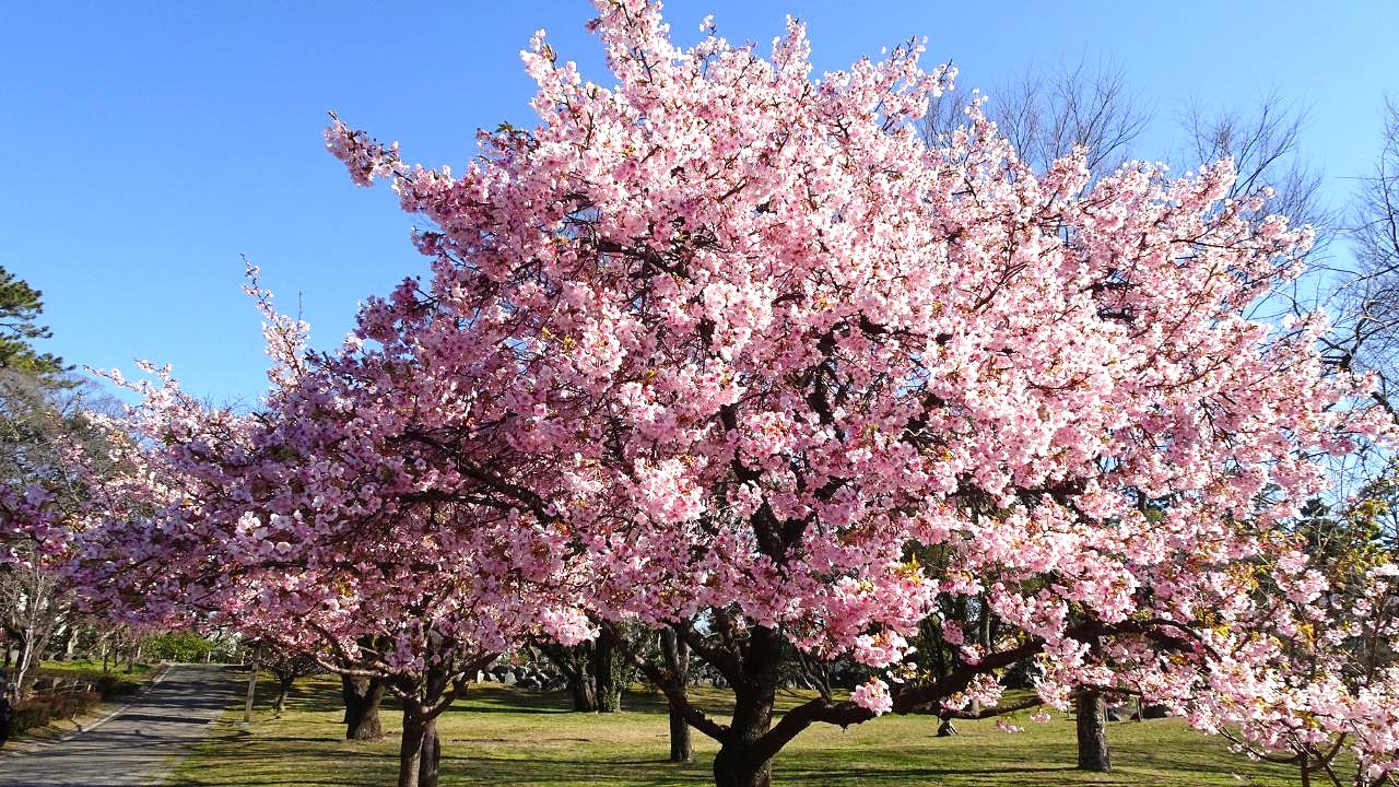 春の「花冷え」に気をつけたいことは？