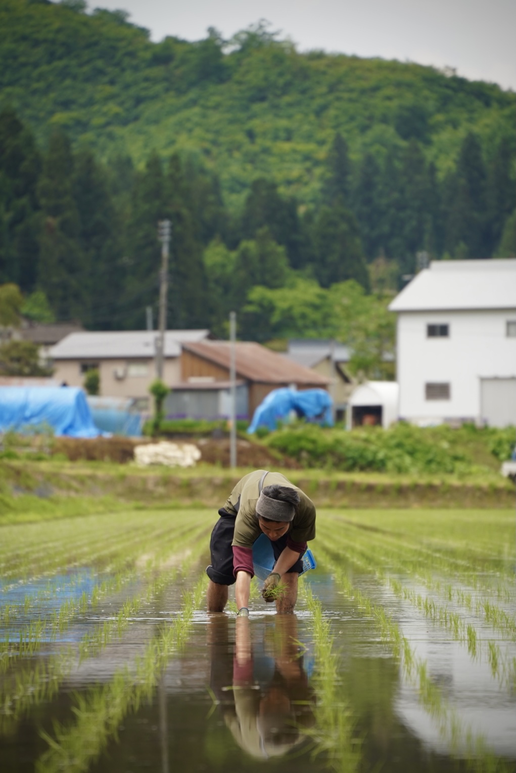 田植えでやらかしてしまった箇所の補植