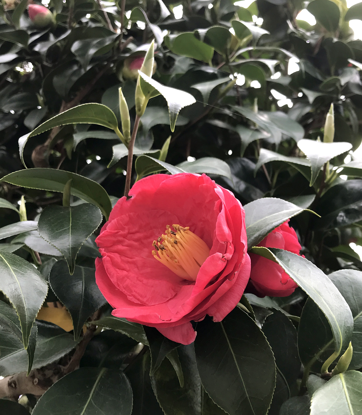 松山市の市花でもある椿