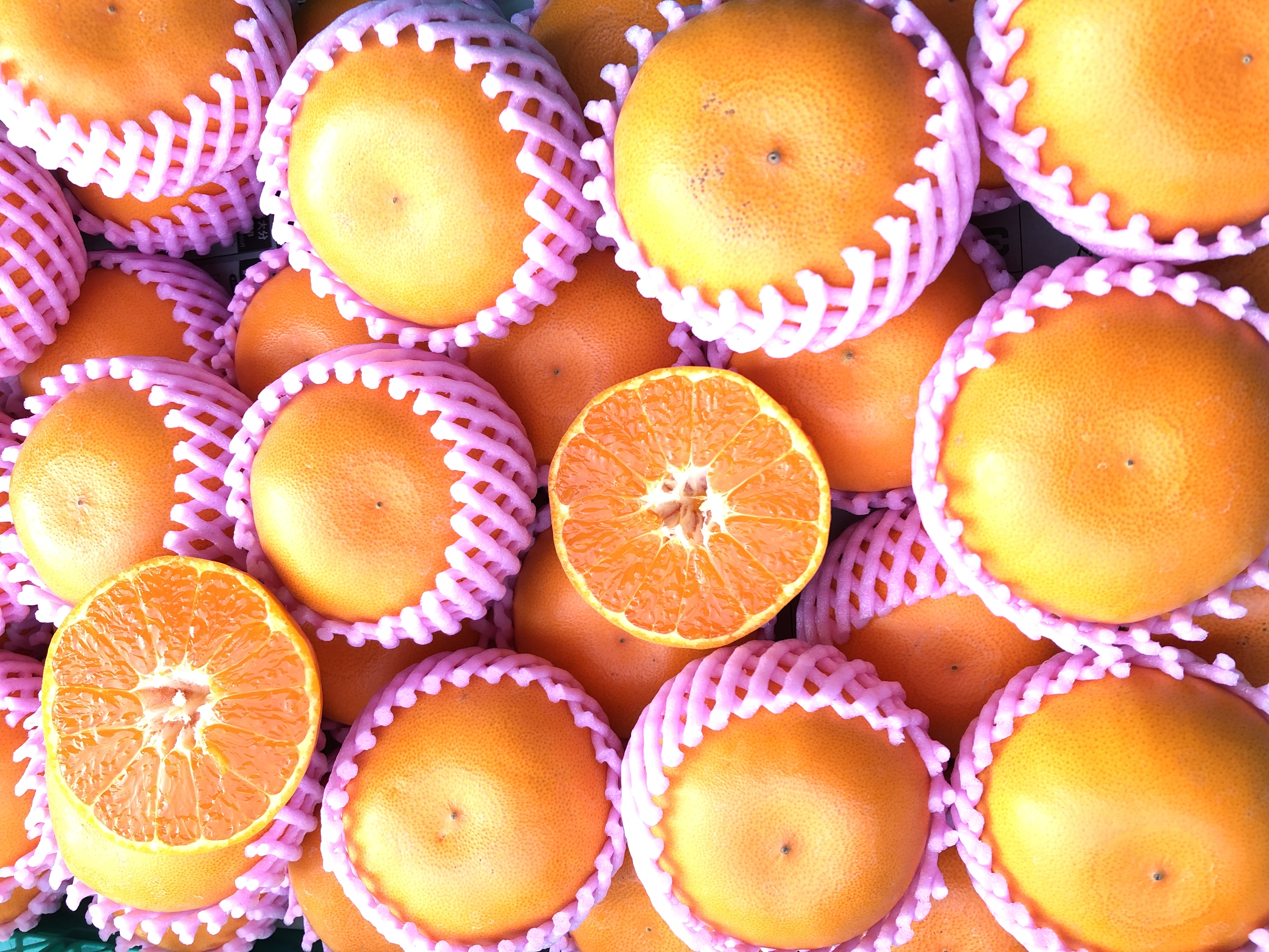今の柑橘人気ランキング　トップ３😁