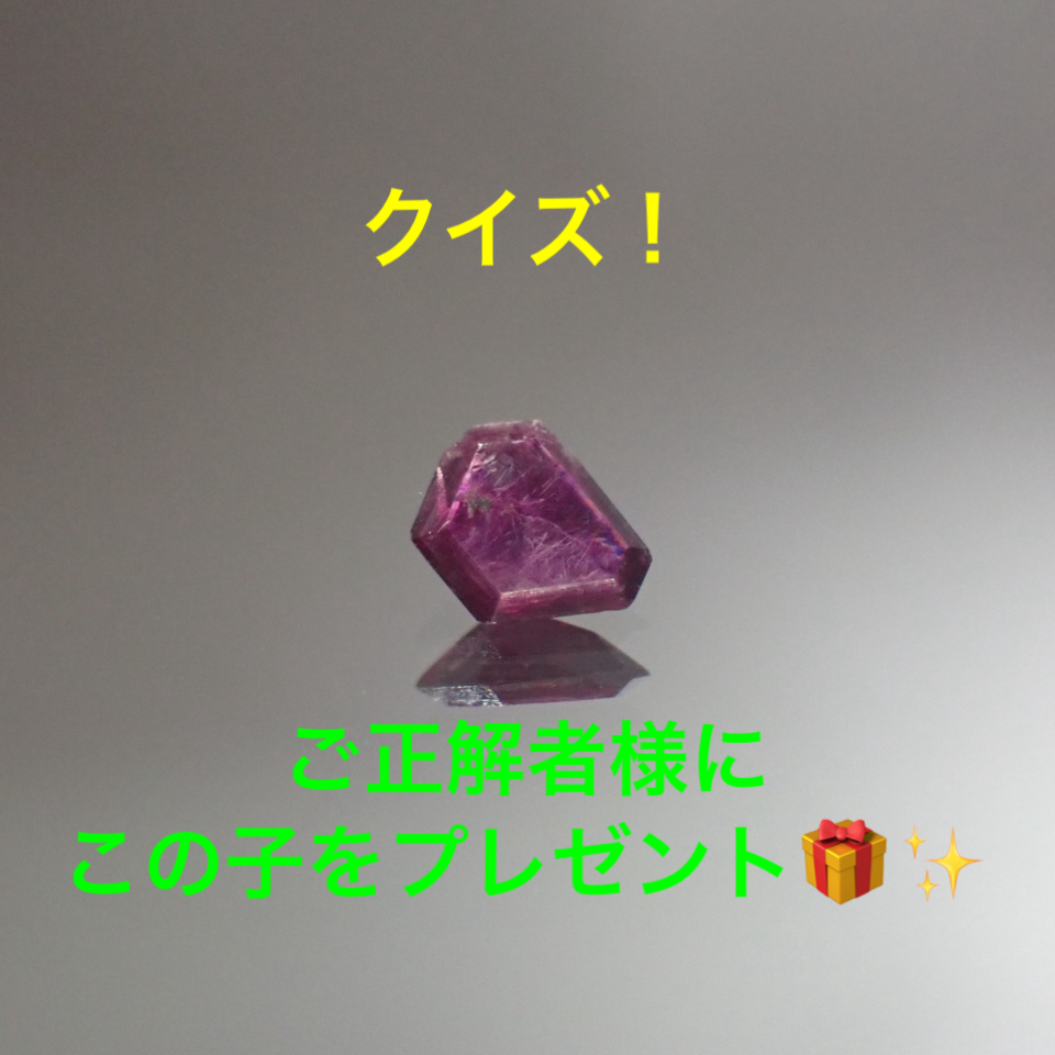 クイズ大好きっ子、集まれ！📢
