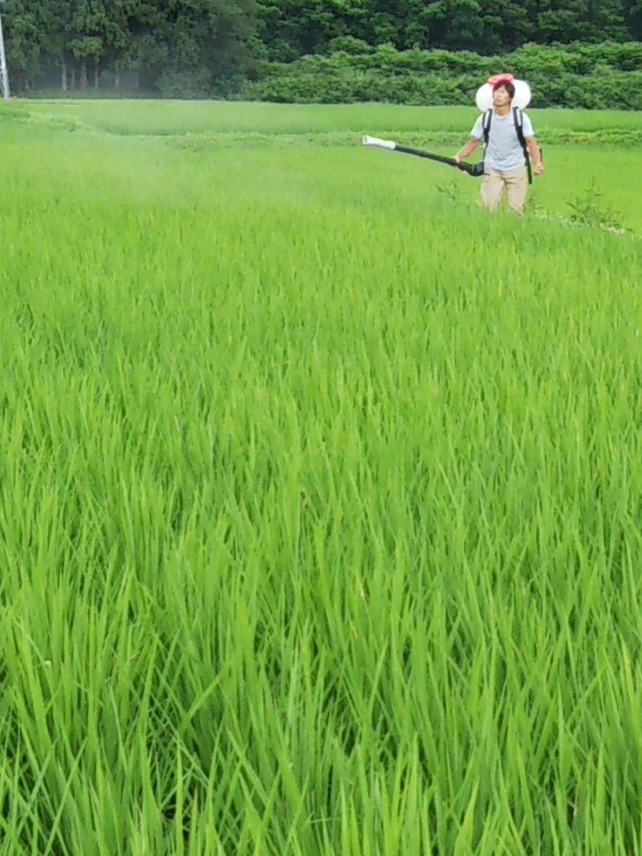 梅雨の合間に予防と肥料