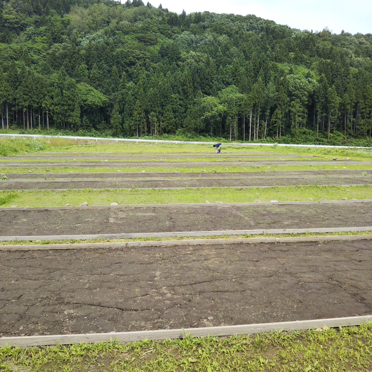 片付けまでが田植え
