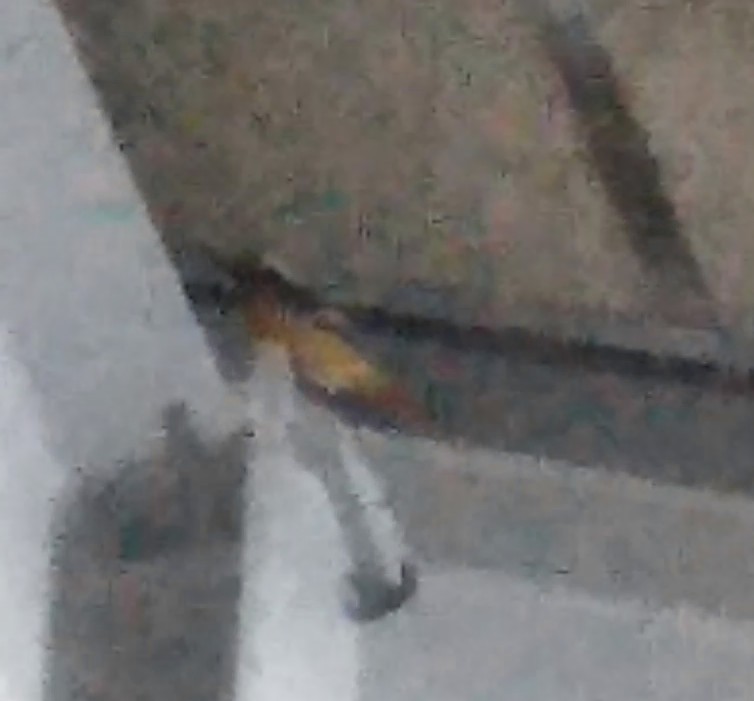 作業小屋に侵入者が！