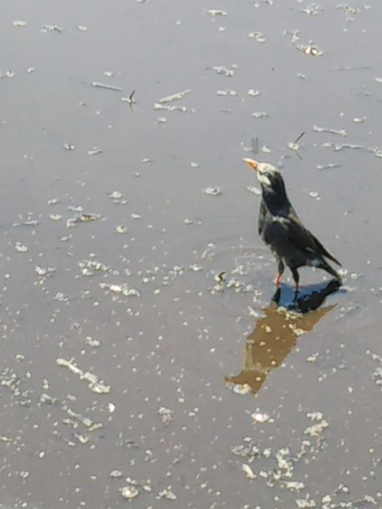 水田のともだち