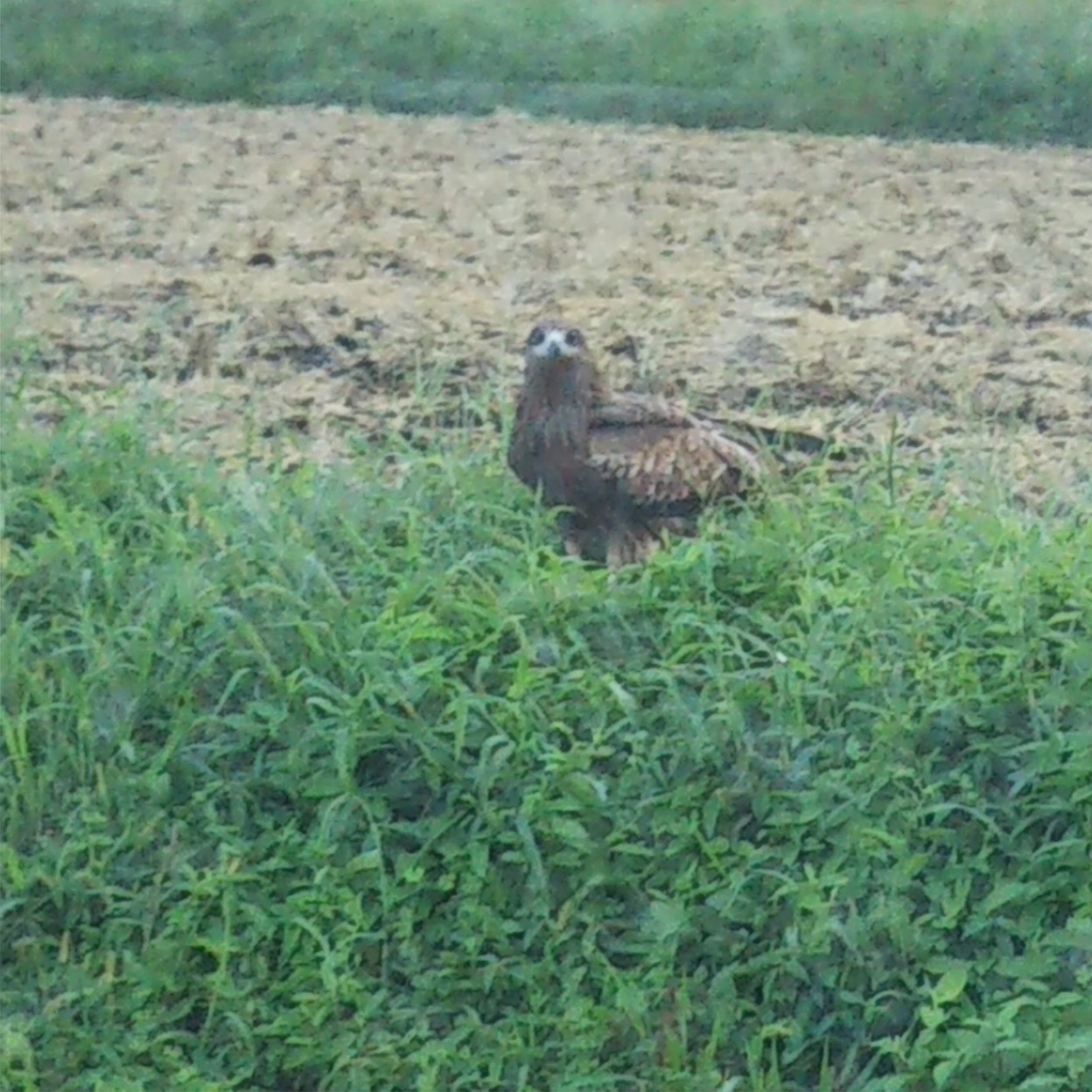カメラ目線のとんび