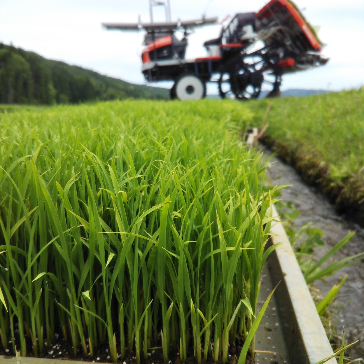 最新田植機の試乗させて頂きました