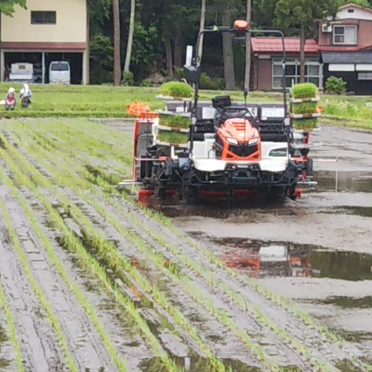 2024年5月30日の無人田植機の様子