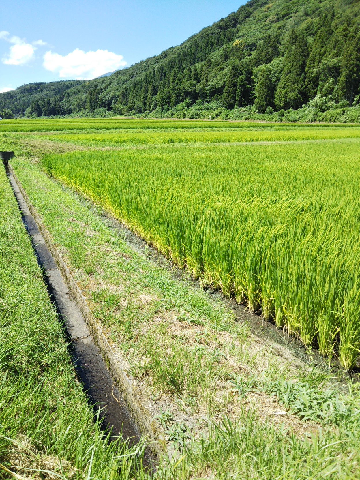 連日の高温で用水路がカラカラ