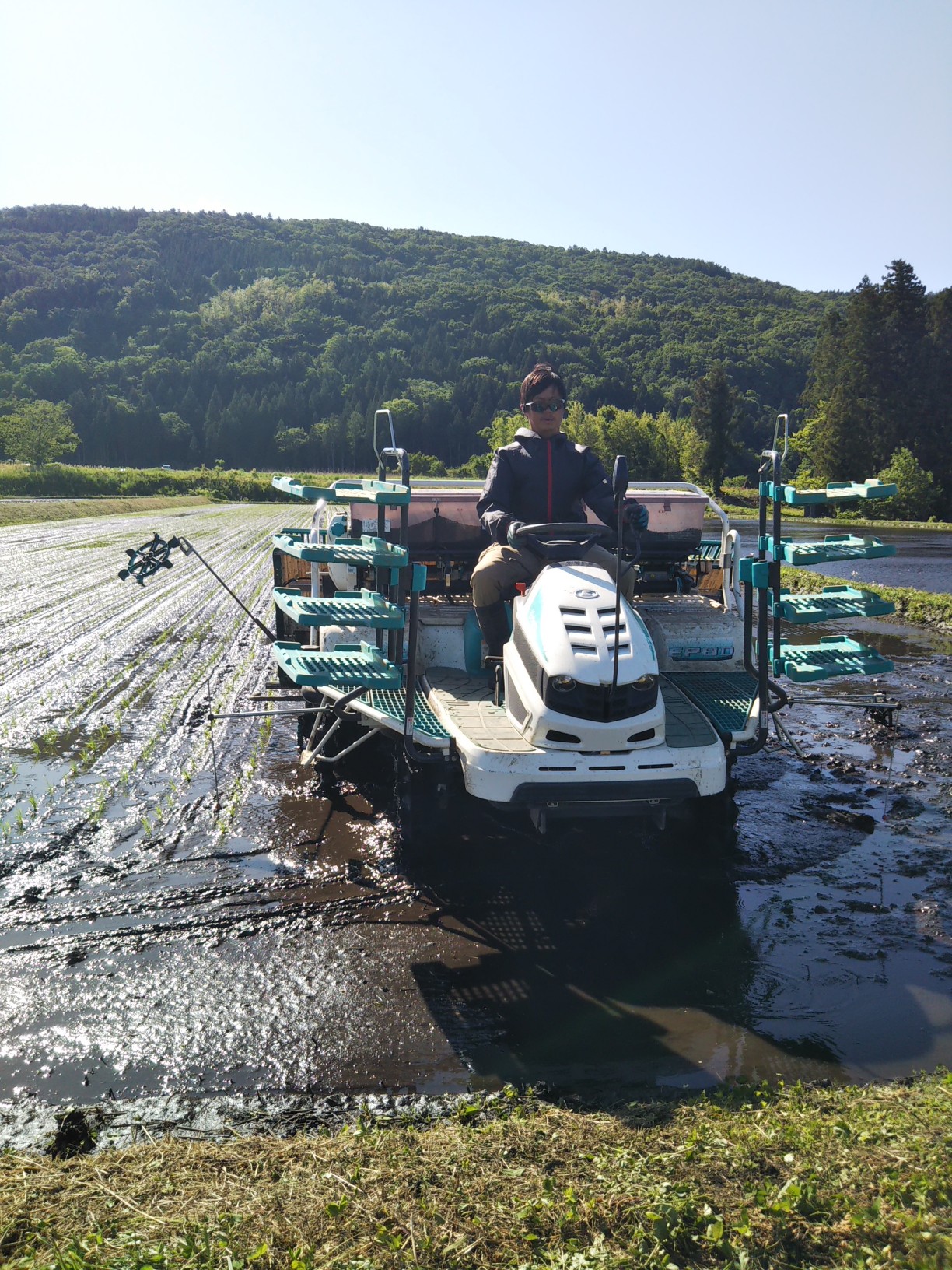 2023/5/24の田植え