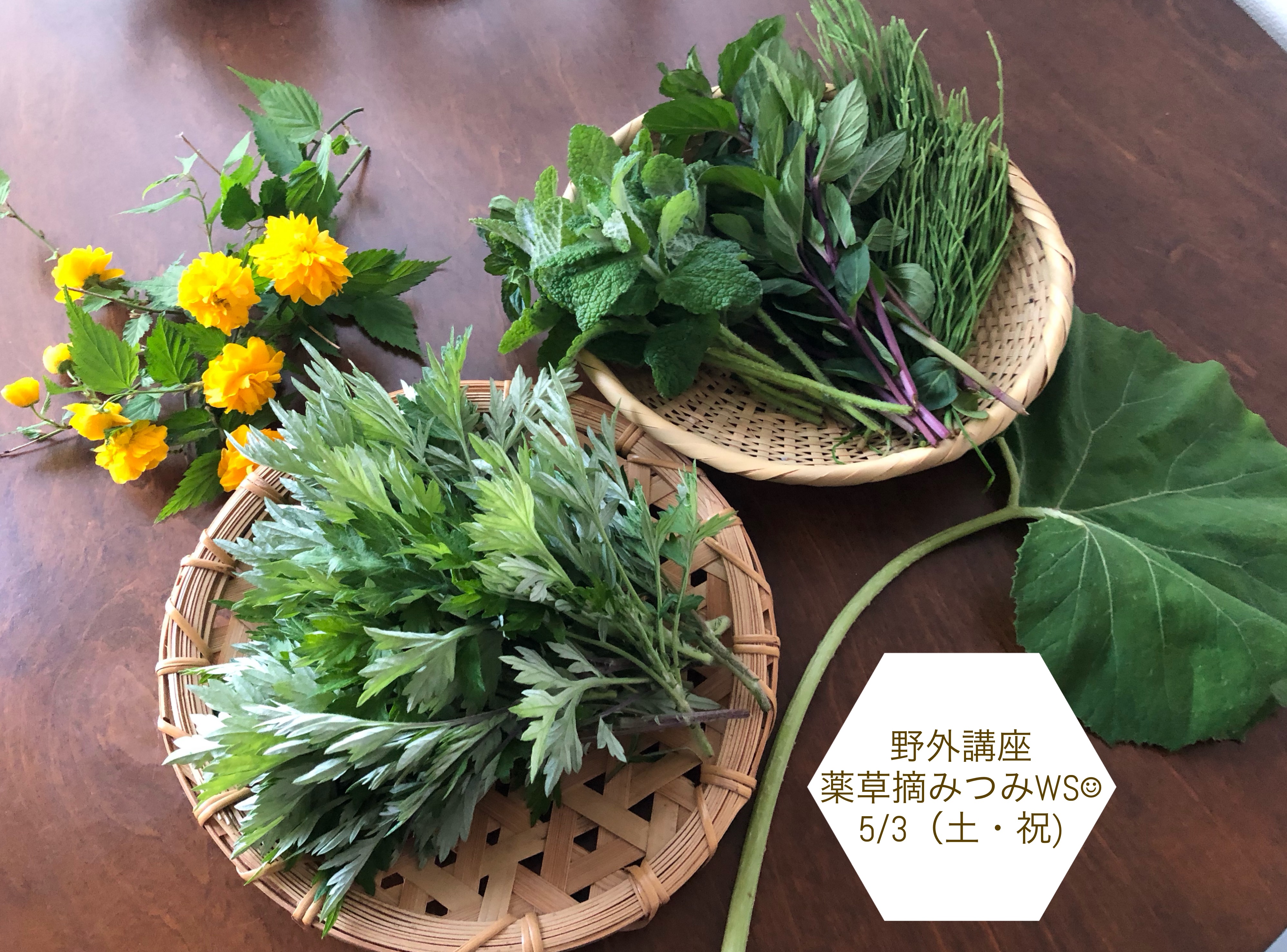 春の薬草摘みつみWS 5/3（土）