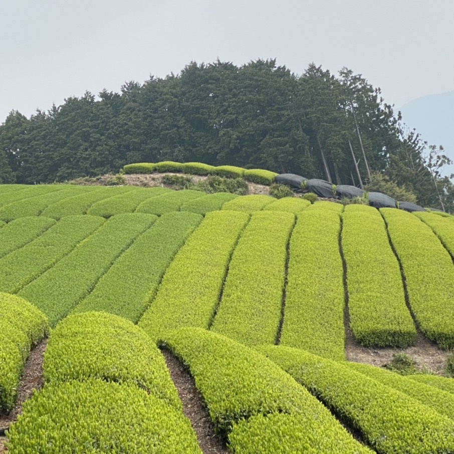 かぶせ茶について