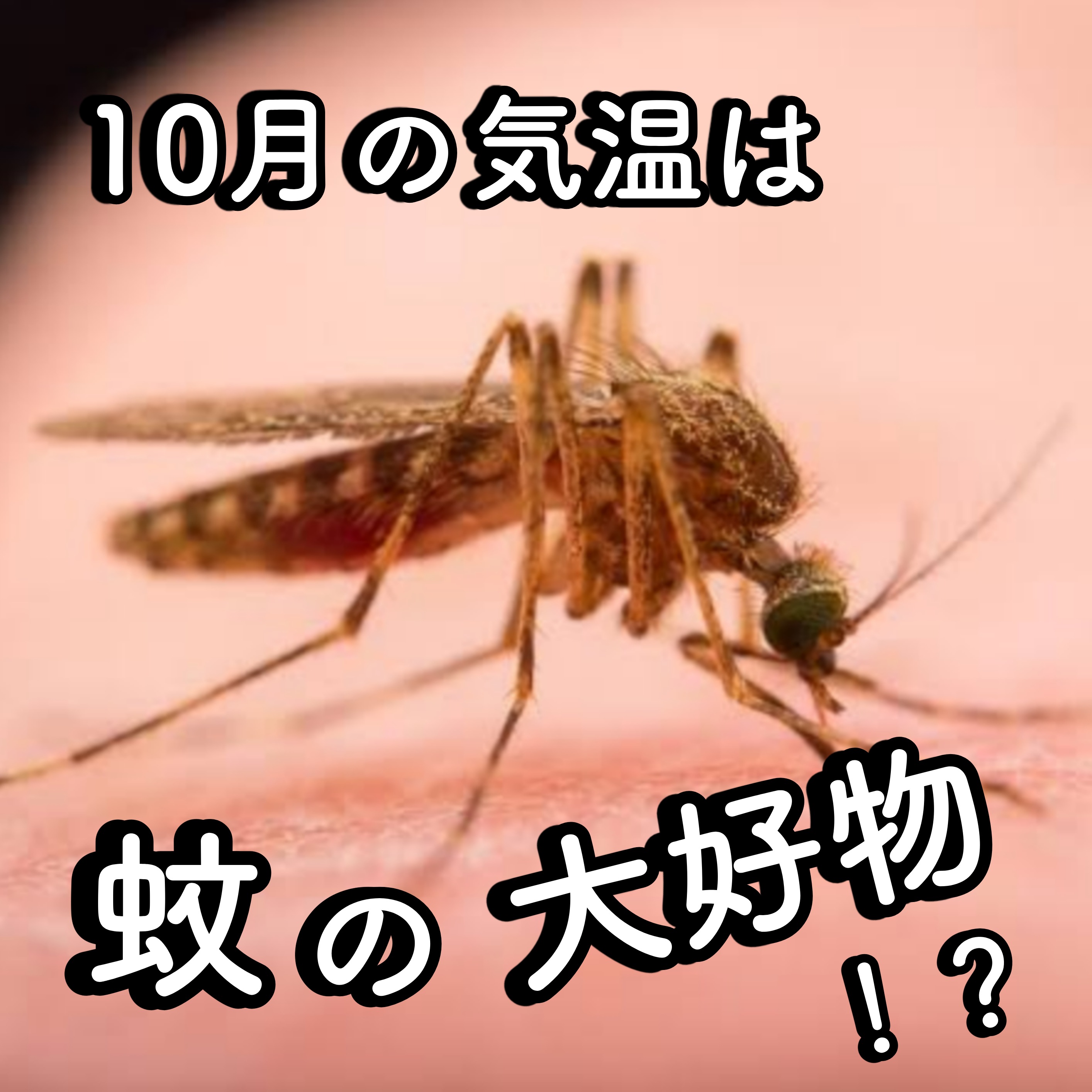 10月の気温は蚊の大好物！？