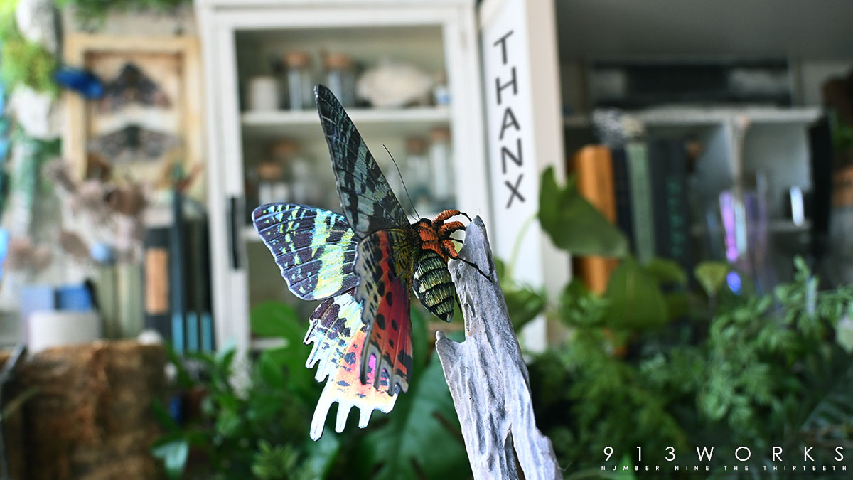 蝶と蛾の祭展を終えて…と、その先