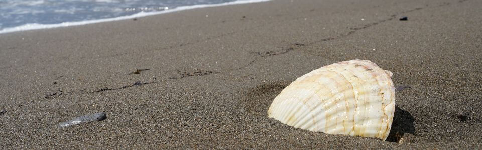 晩酌を格上げ!国産ほたて珍味をお取り寄せで堪能