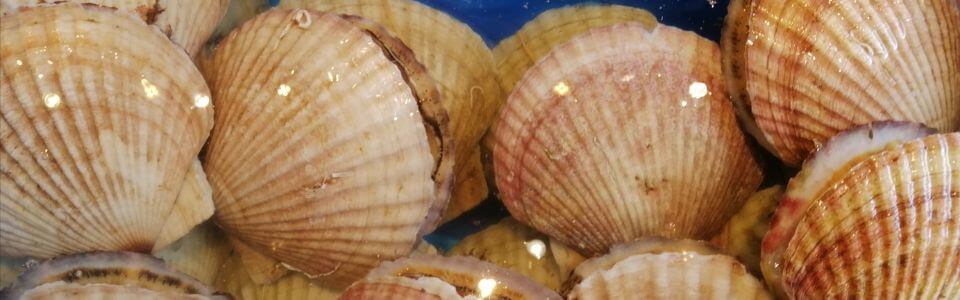 北海道直送の珍味おつまみで、「間違いない」手土産を