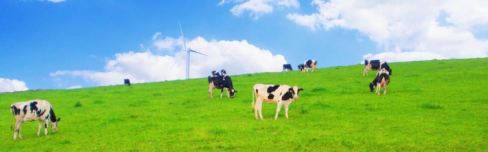 北海道グルメを満喫!珍味とチーズを通販で味わう大人の時間