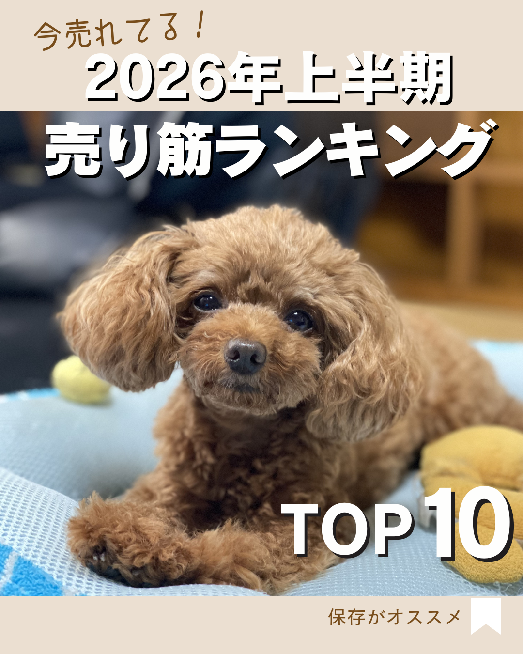 【2026年上半期】今売れてるわんちゃんグッズ!売り筋ランキングTOP10