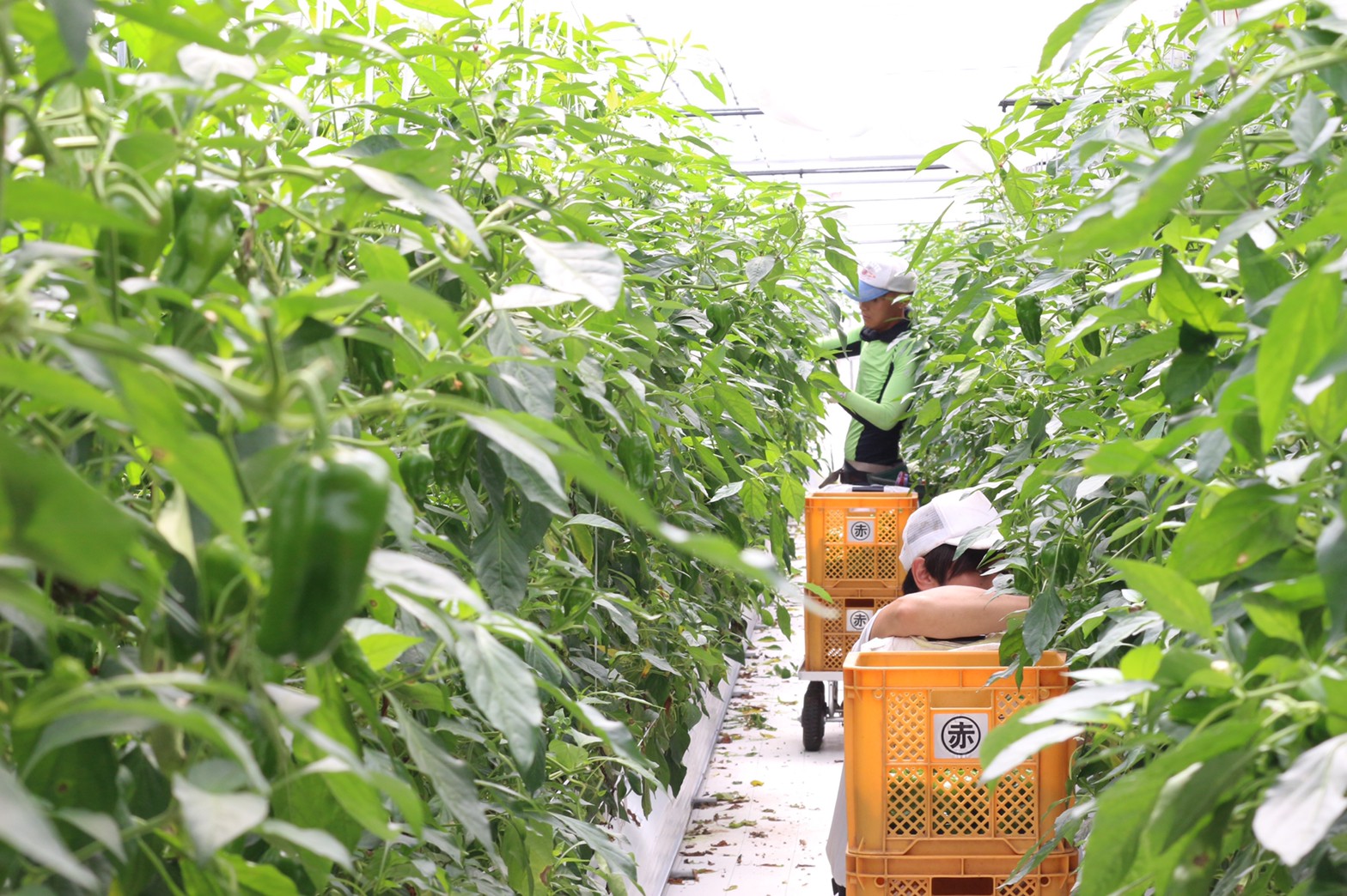 どうして有機栽培にしないのか。〜農薬"も"使っているその理由〜