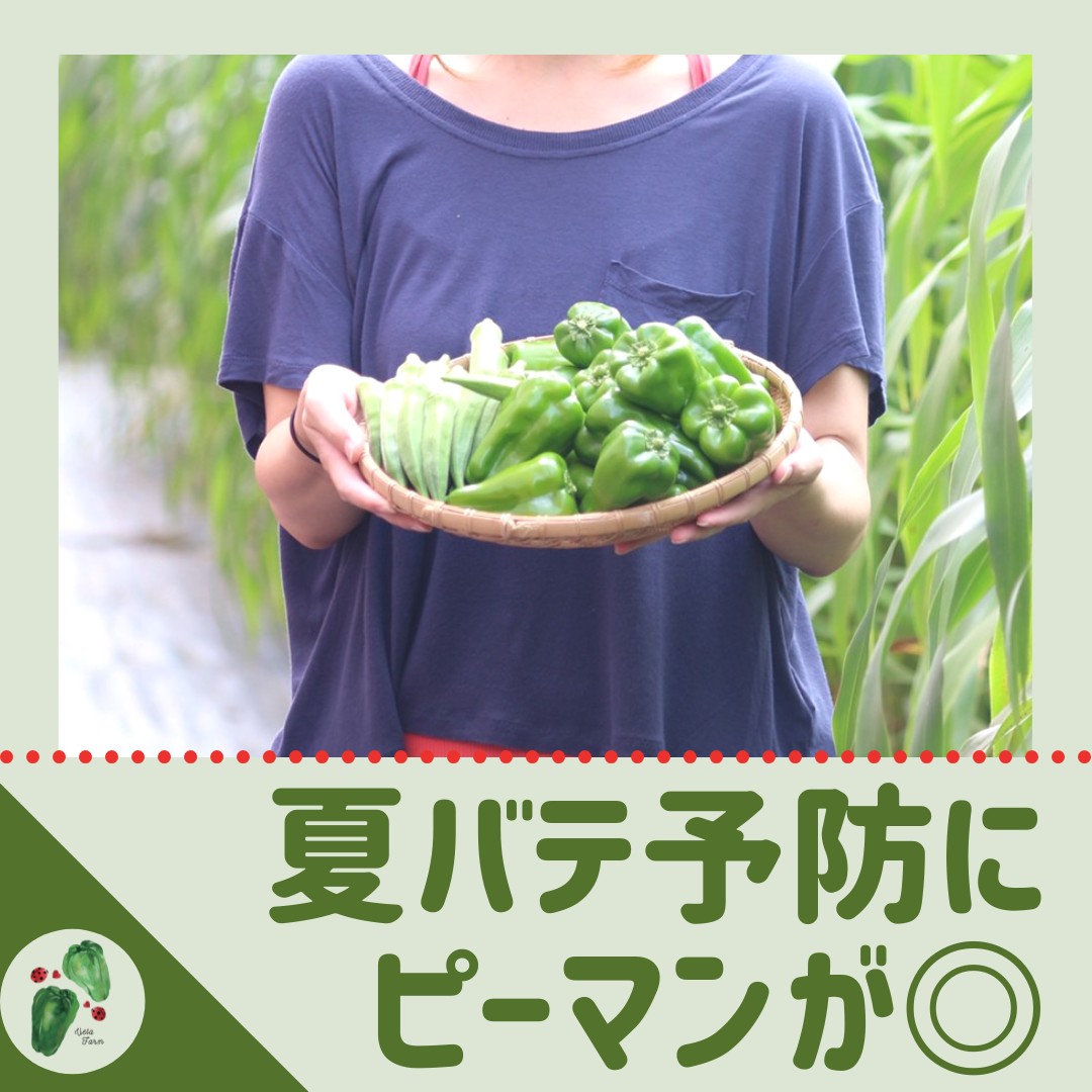夏野菜ピーマンは疲労にgood! 夏バテ予防に減農薬ピーマンをどうぞ。美味しく食べるレシピも紹介!