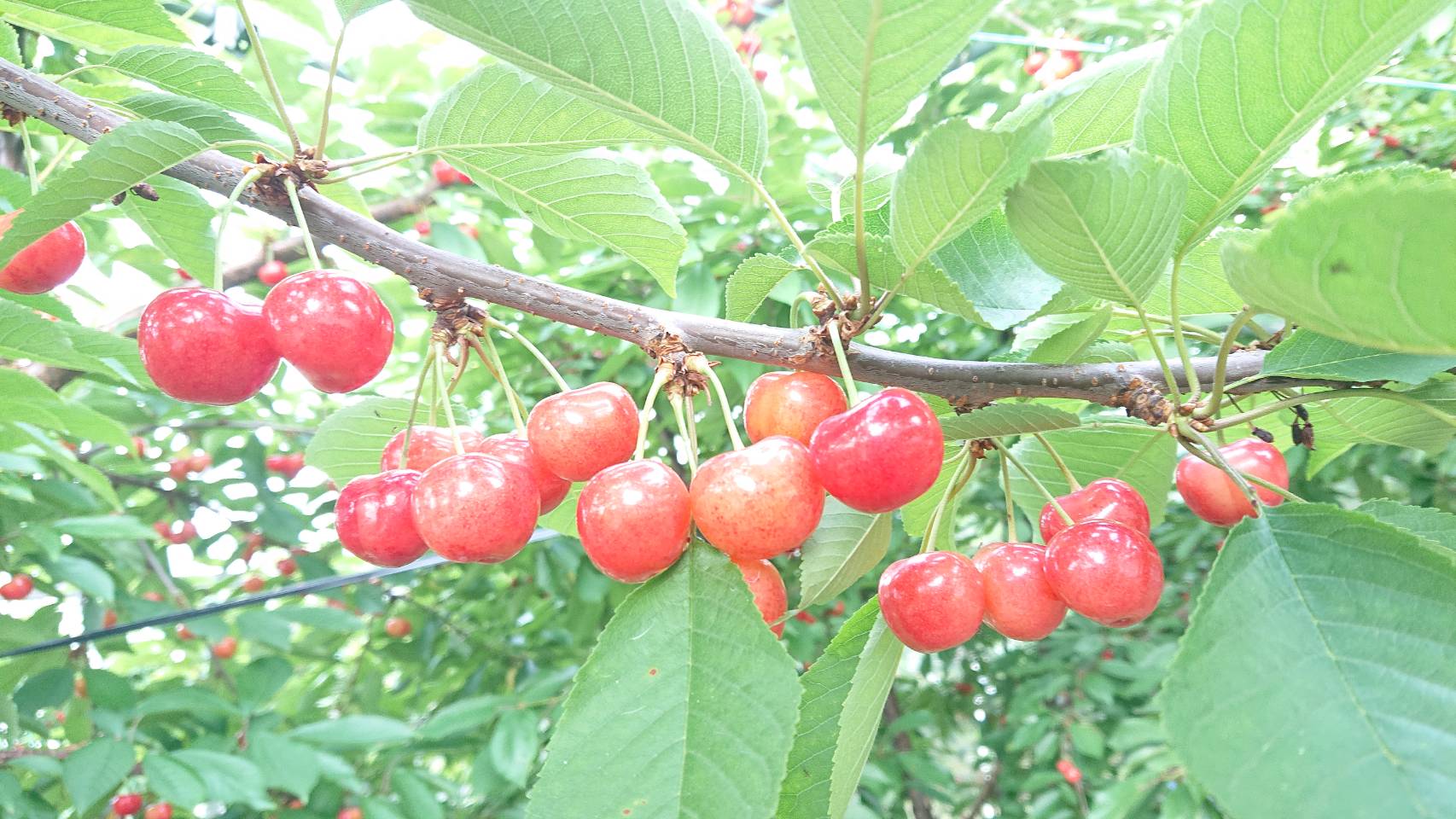 2025年さくらんぼ狩り詳細🍒