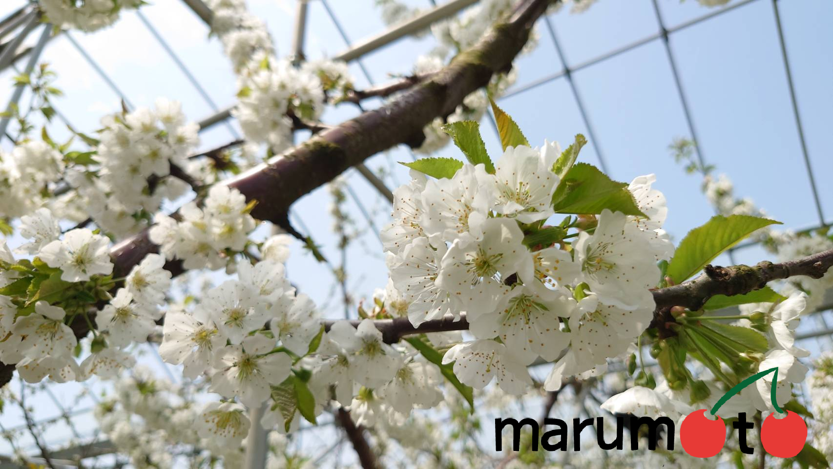 さくらんぼの花が満開です🌸