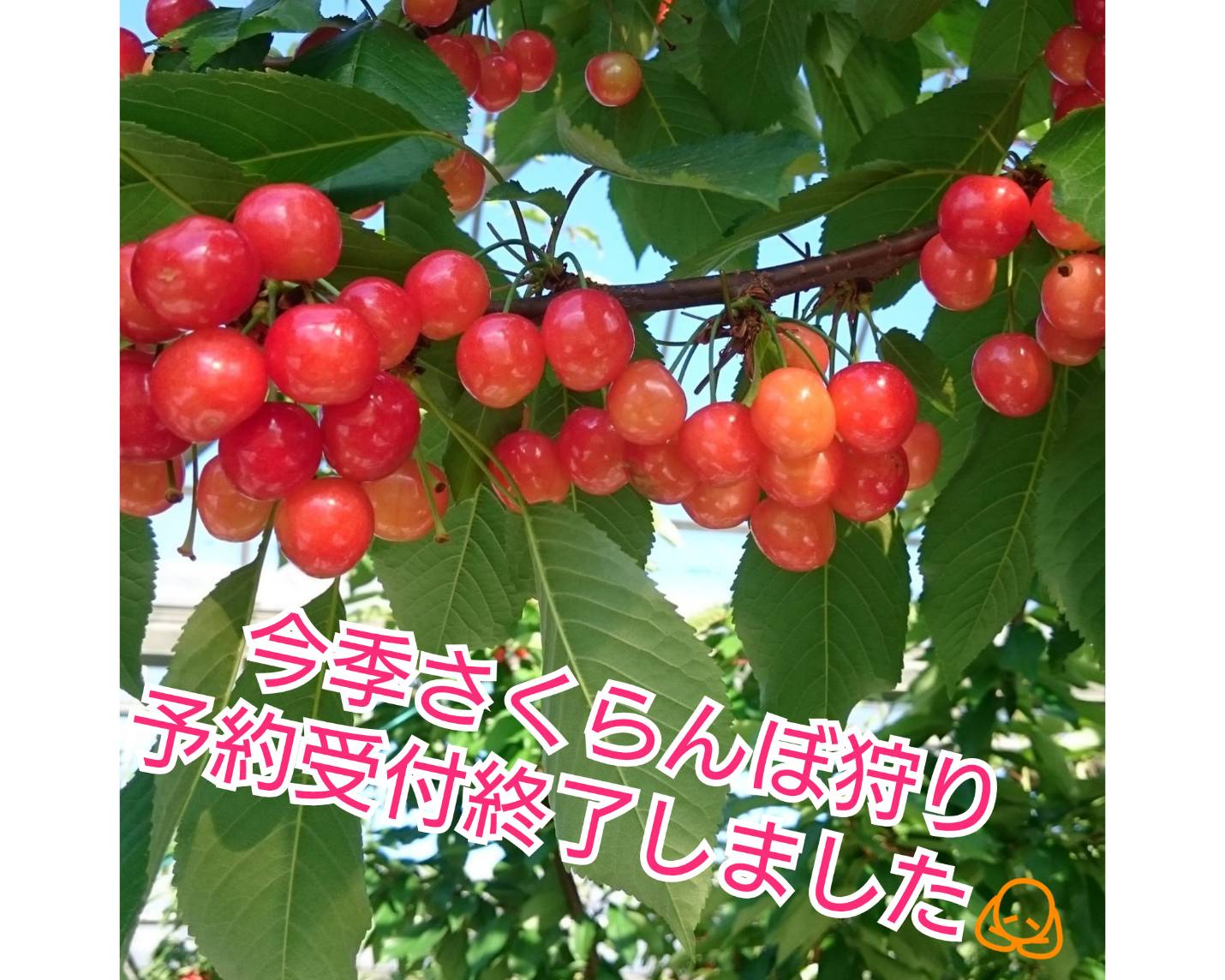 2024年さくらんぼ狩り予約受付を終了しました🍒