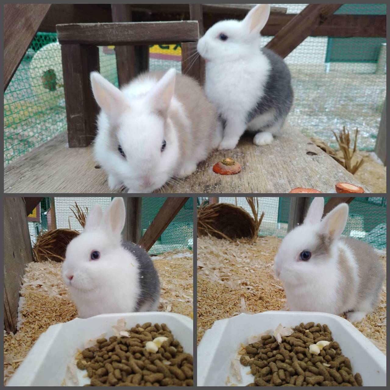 2代目看板ウサギ🐰