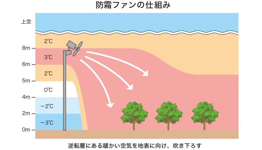 春満開です🌸