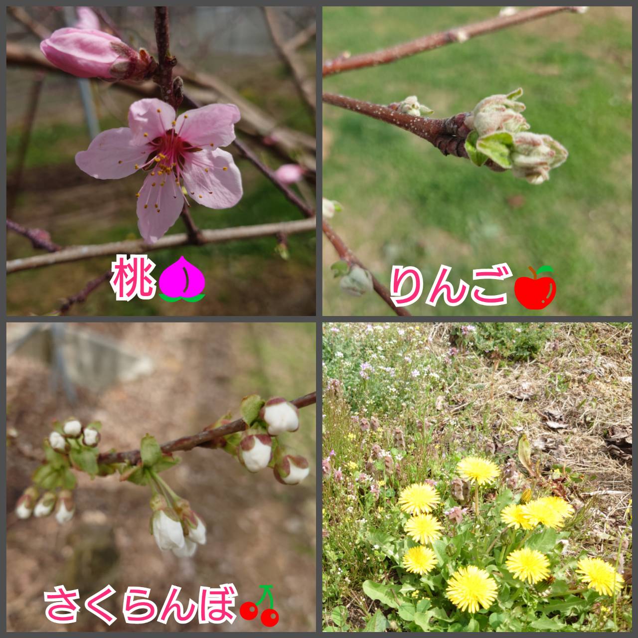 果樹の花が咲きそうです🌸