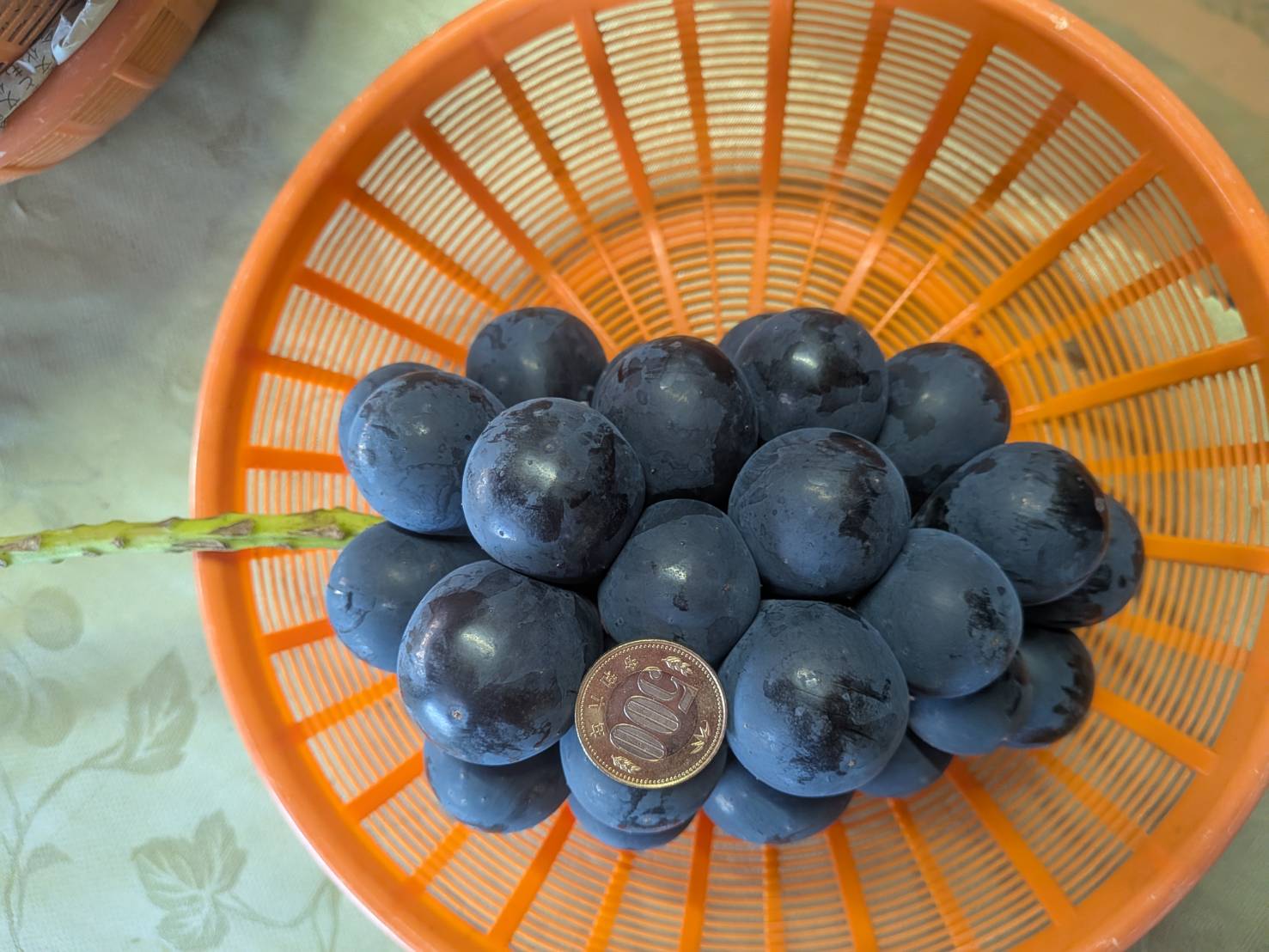 ナガノパープル収穫スタート🍇