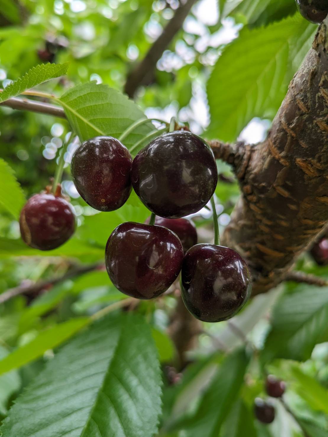 さくらんぼ狩り予約受付再開します🍒