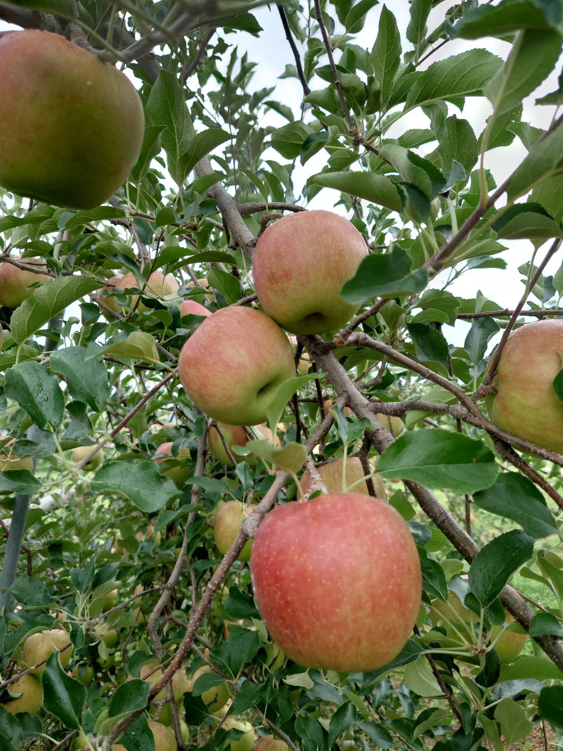夏りんごの代表品種「つがる」の販売始まりました