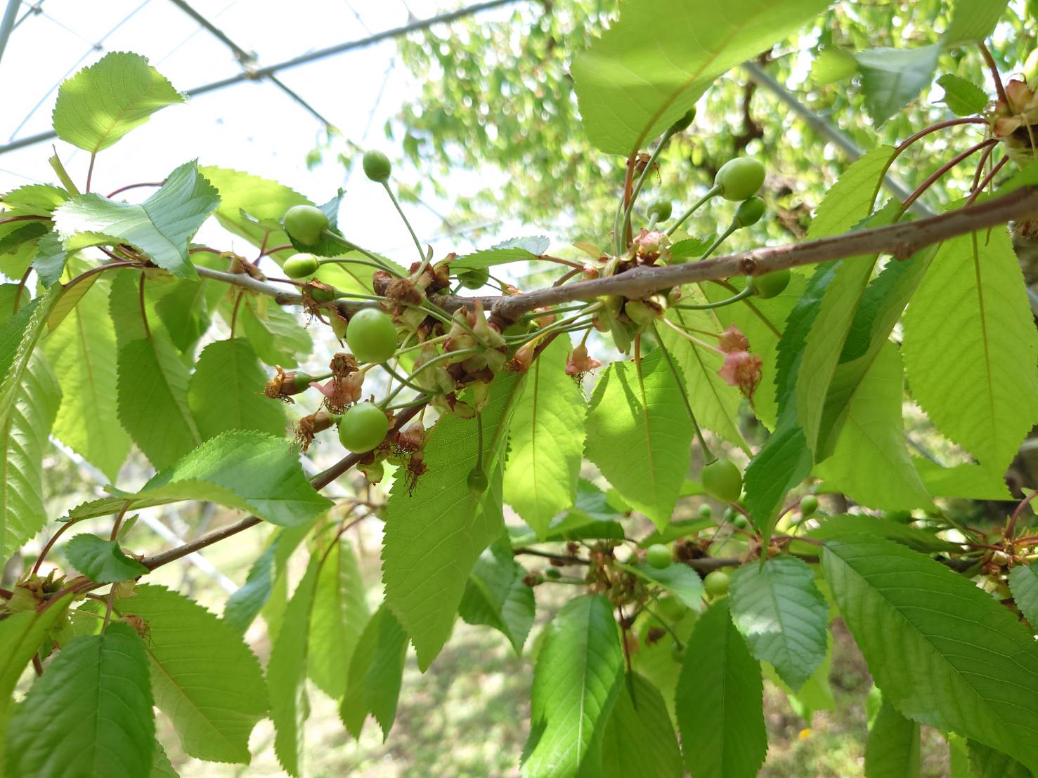 さくらんぼの赤ちゃんです🍒