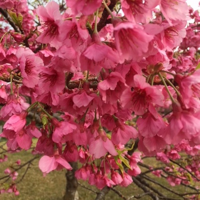 SAKURA春の雫＊三月は出会いと別れの季節。緋寒桜の花があなたの心の傷を優しく癒します。