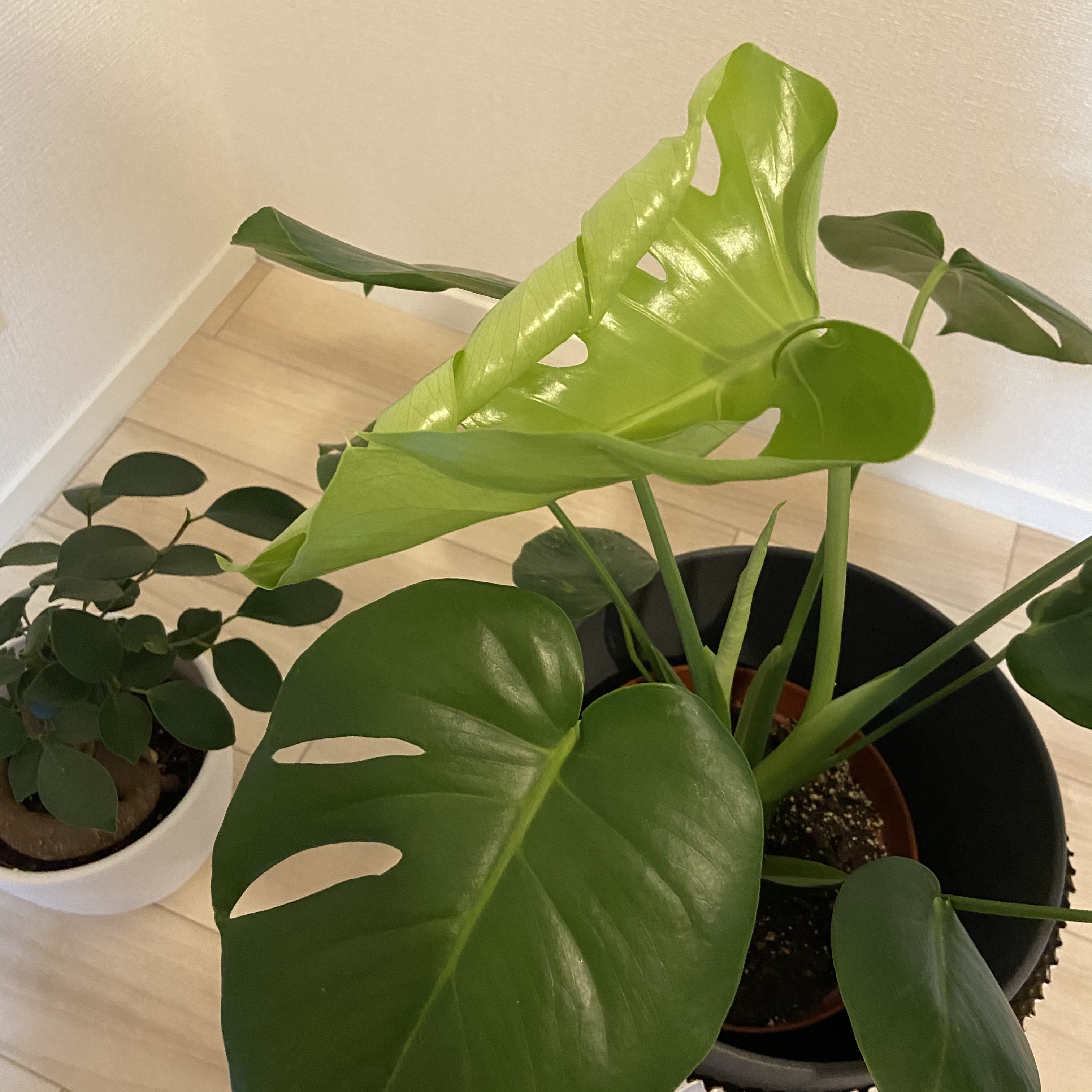 観葉植物☆