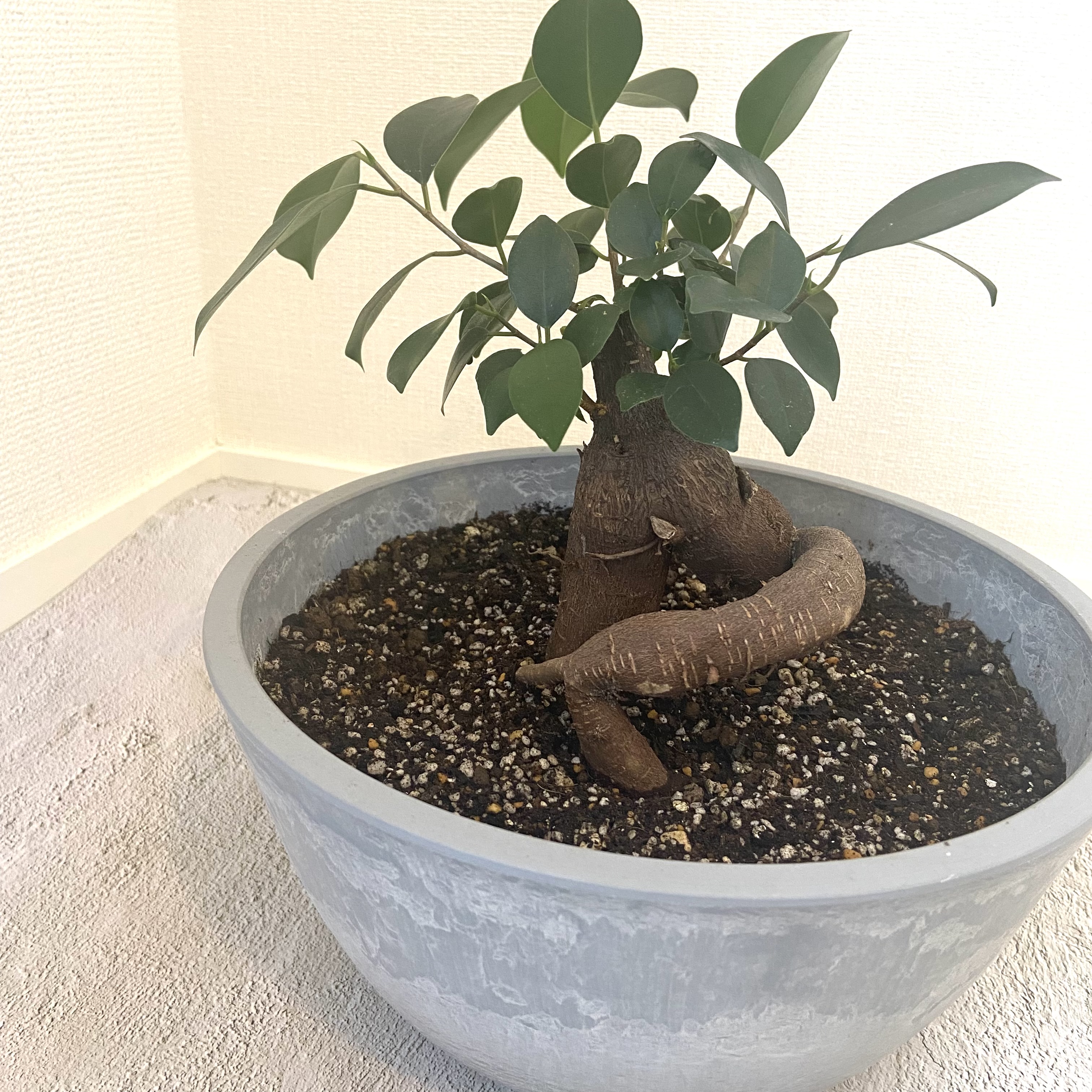 久しぶりの投稿☆