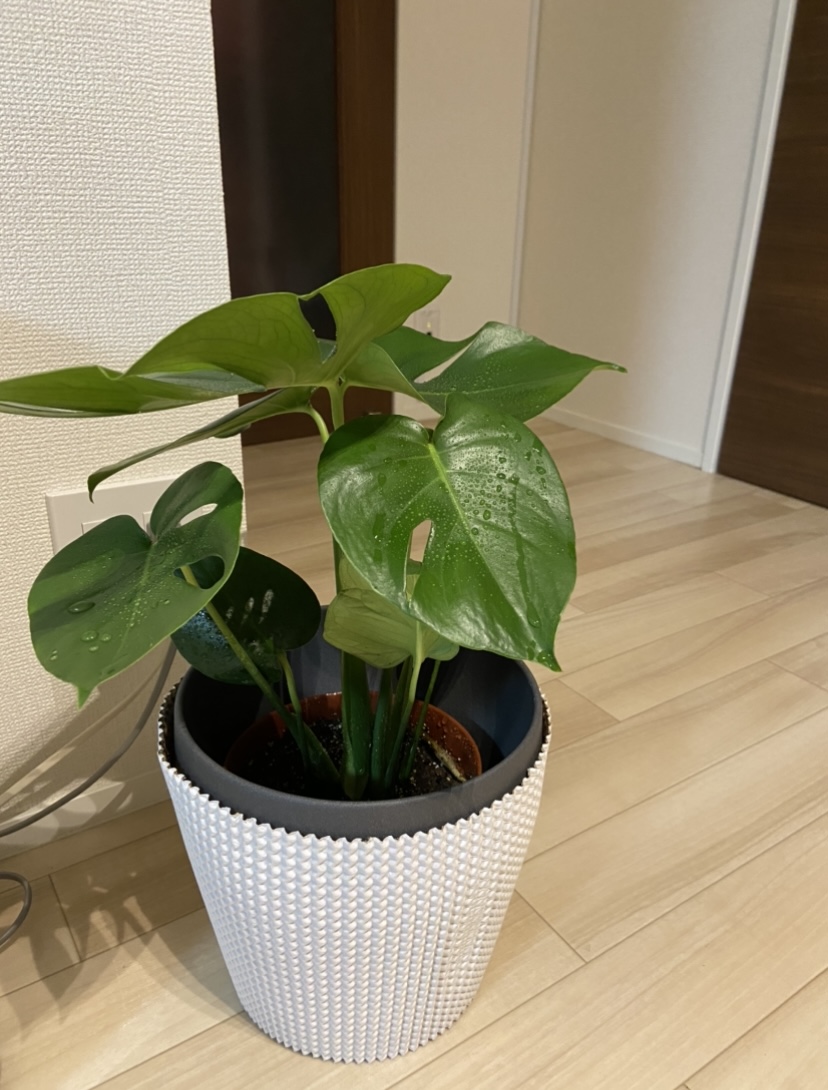 初挑戦☆