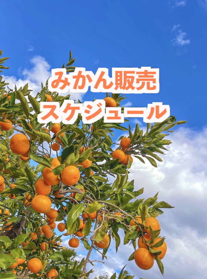 🍊みかん系・販売スケジュール🍊