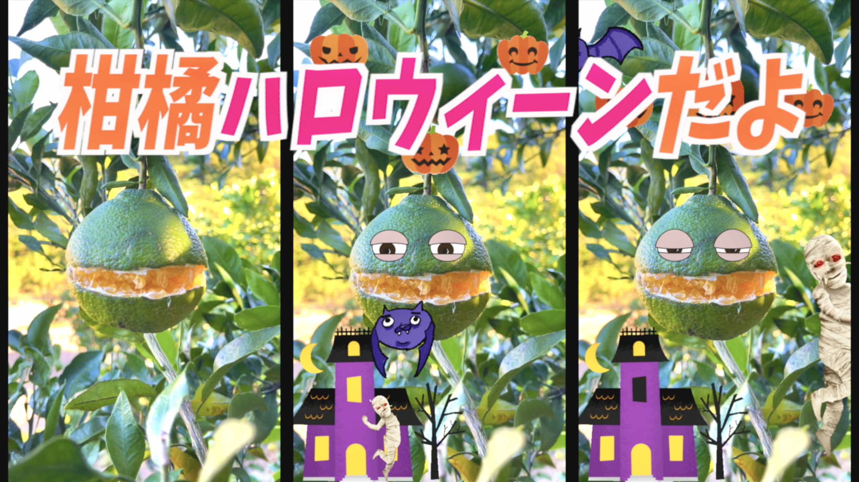畑にハロウィンなものを発見😅