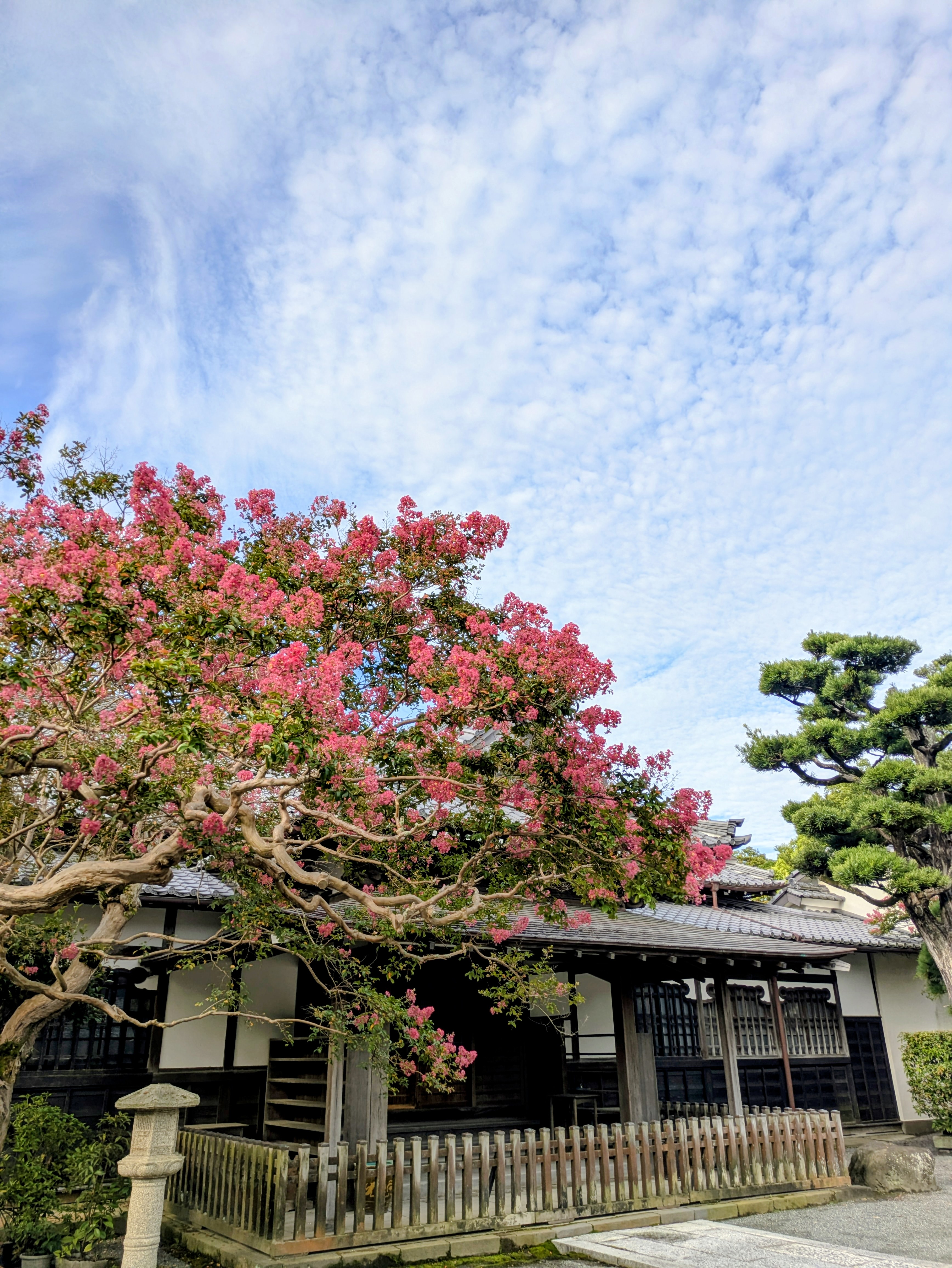 【花日記】8月の鎌倉