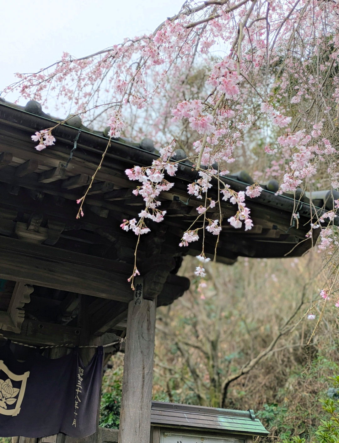【花日記】3月の鎌倉