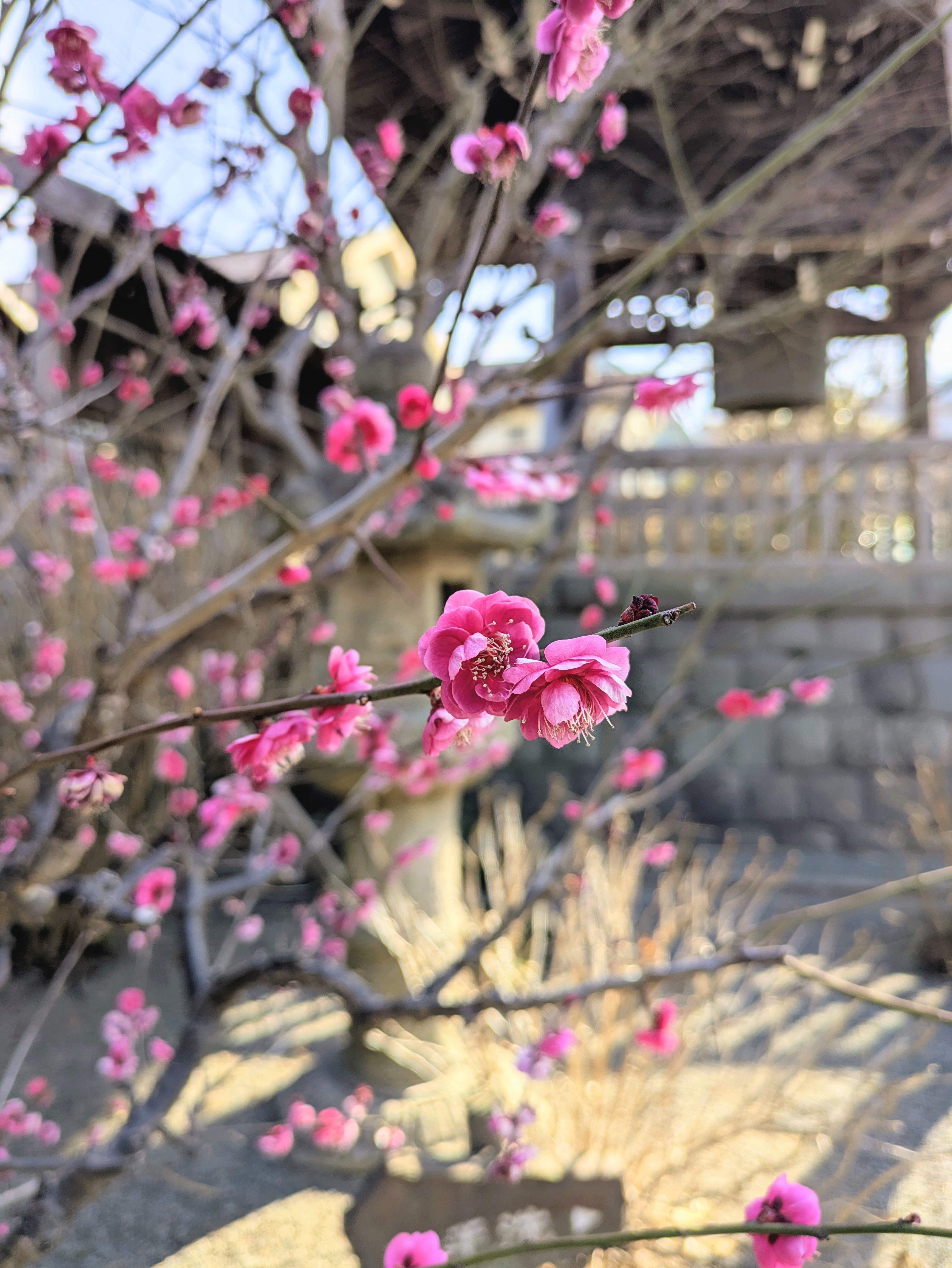 【花日記】2月の鎌倉