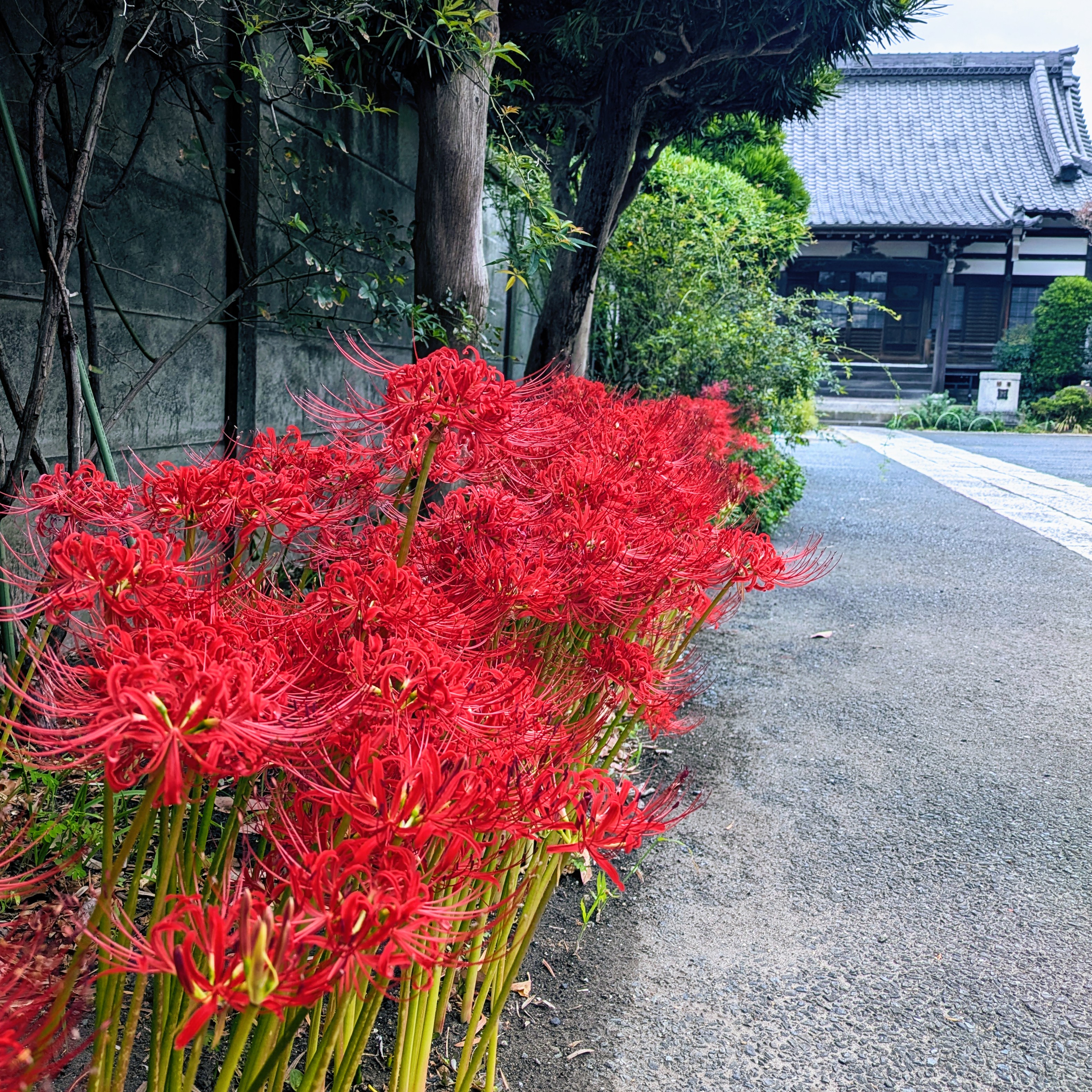 【花日記】10月の鎌倉