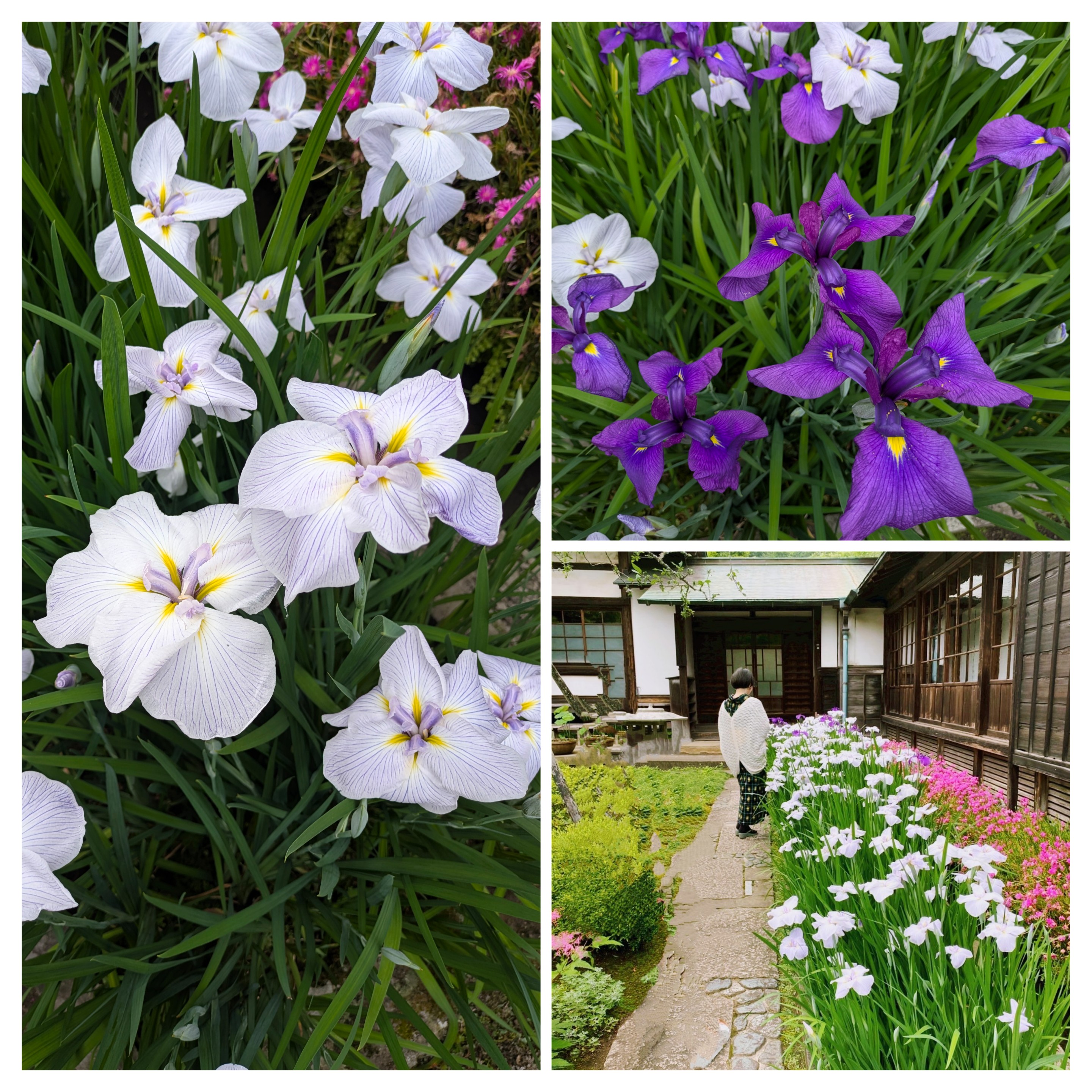 【花日記】6月の鎌倉
