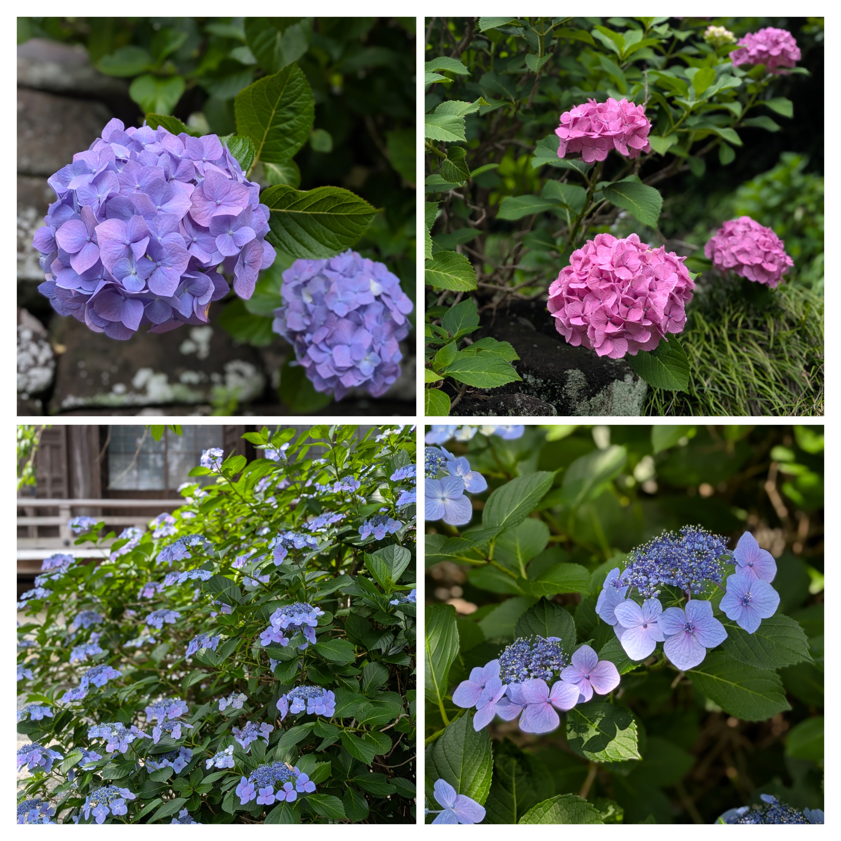 【花日記】6月の鎌倉