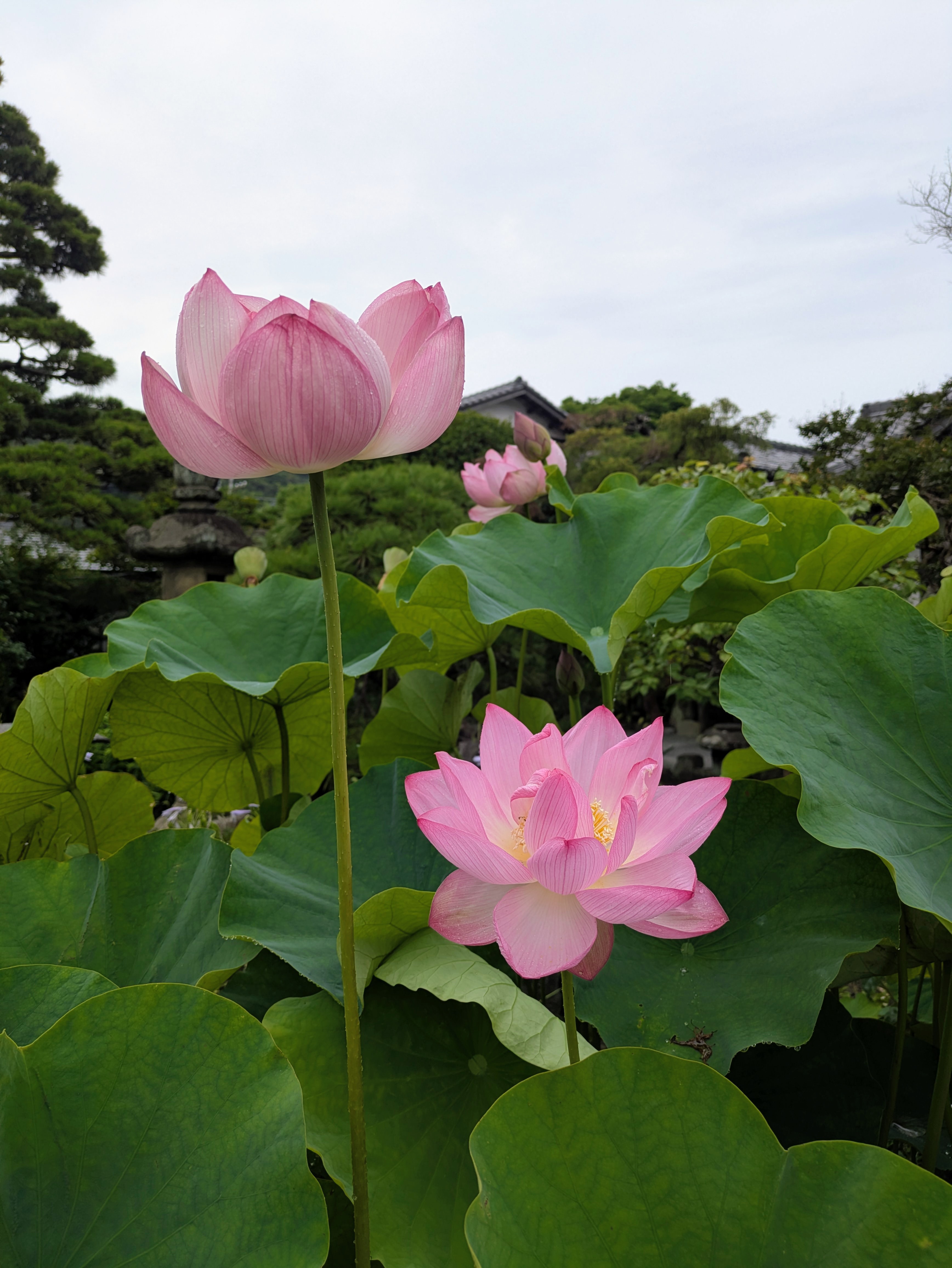 【花日記】7月の鎌倉